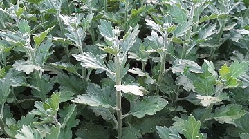 Bông cúc đại đóa tết 2022(25/11âl)giai đoạn quyết định#ToanNguyen#0933760844