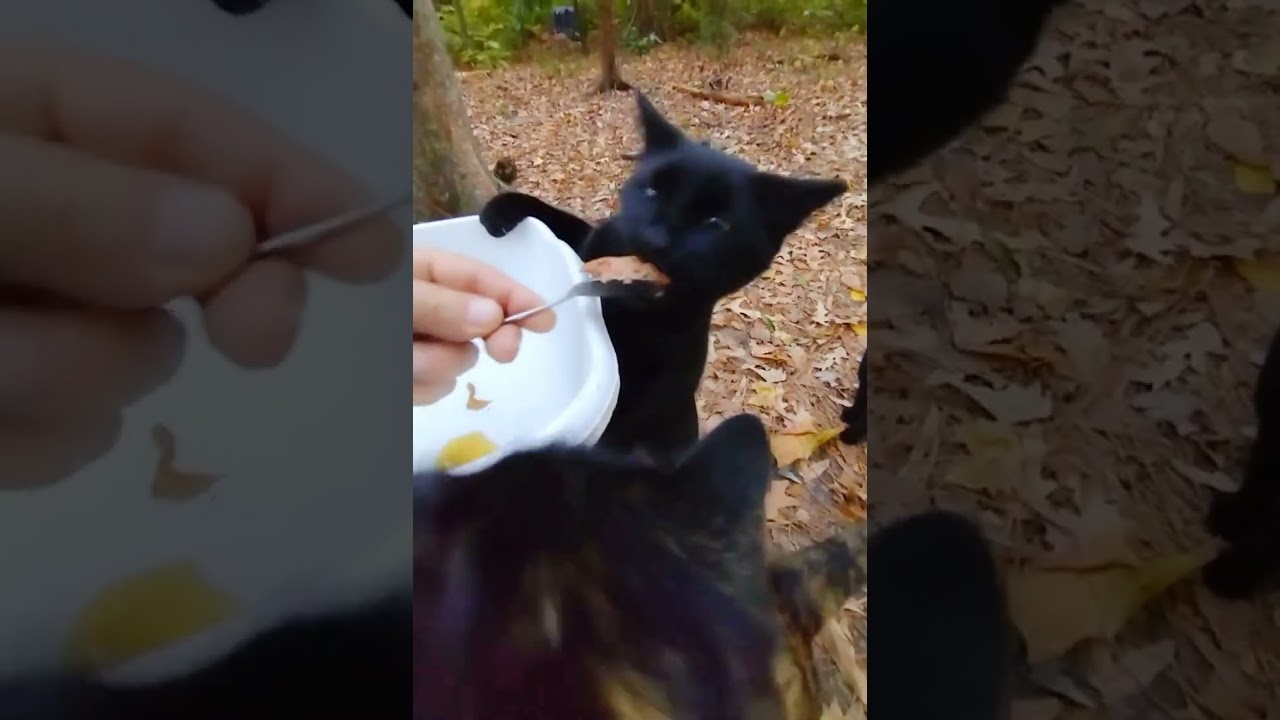 The Queen of Sass has Spoken!🙀Bad Hooman! 