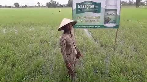 BASAGRAN 480SL hiệu quả cao trên lúa 20 ngày-Good control at sedge on rice 20DAS