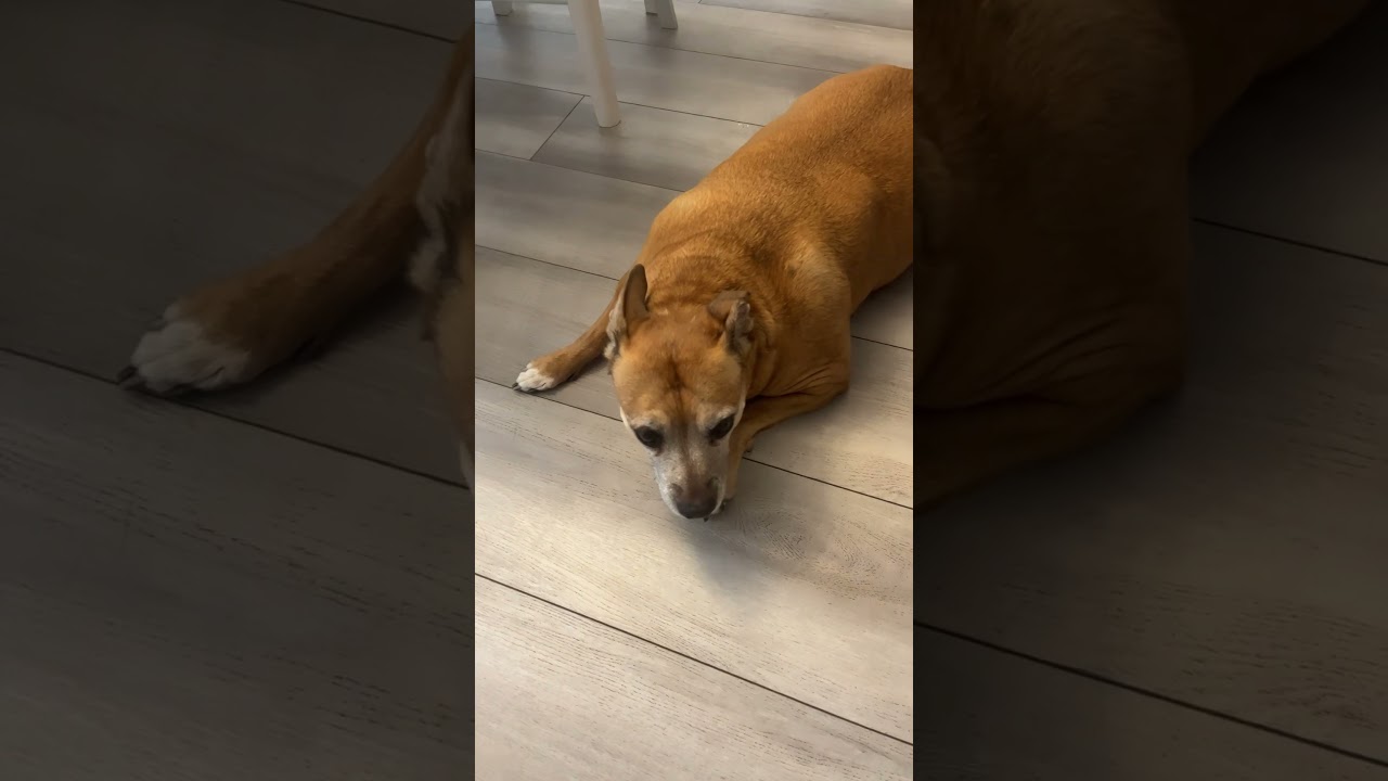 Our new dog named hope