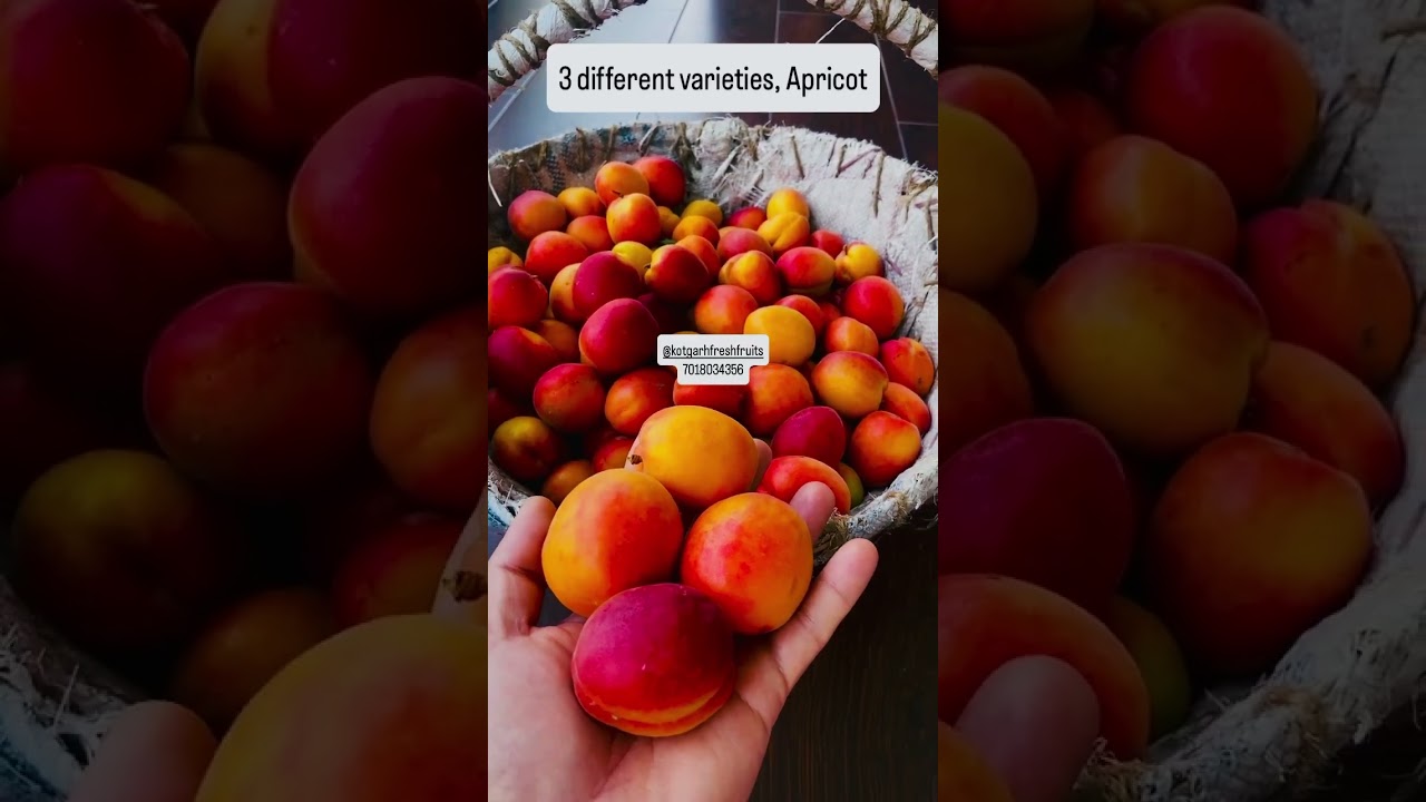 Mikado apricot & Borsalino apricot & bolero apricot book your plants 7018034356