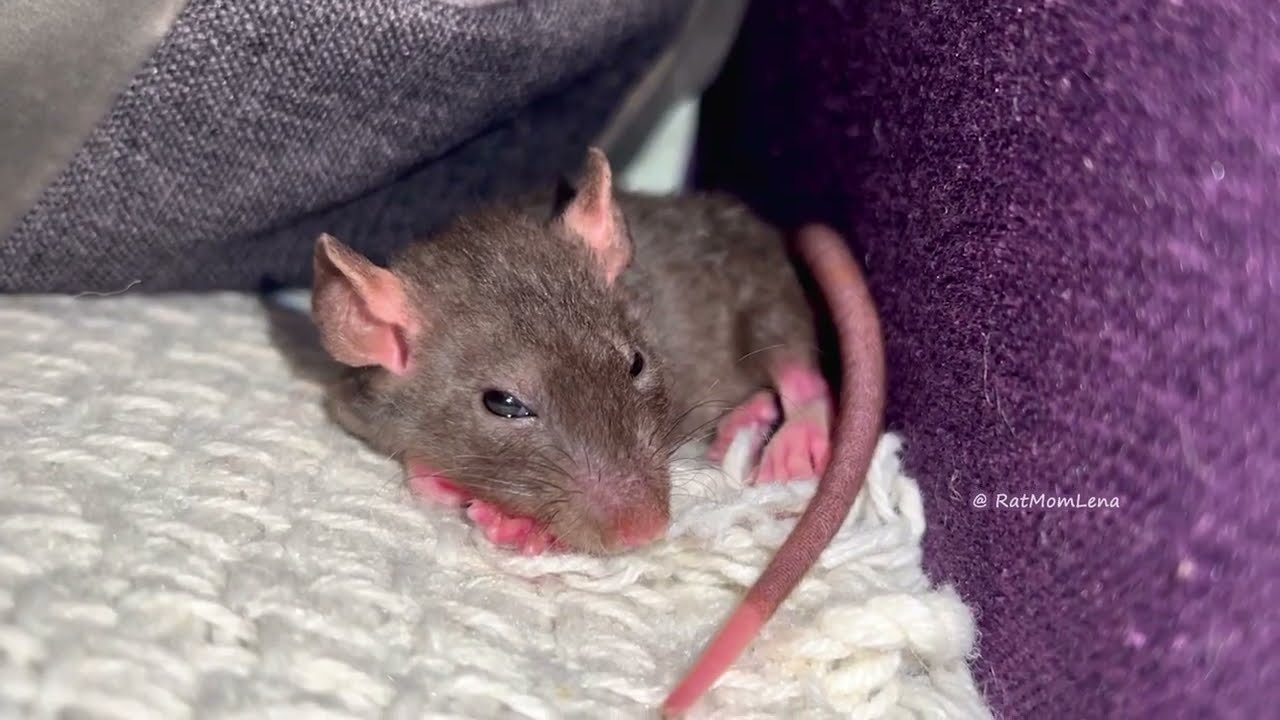 Cute baby rat Duke sleeping 🐭💫