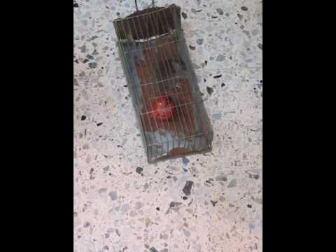 فار في المصيدة