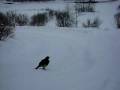 Tjäder_Wood grouse 1