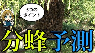 分蜂する日を予測する【日本ミツバチ】