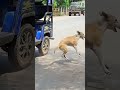 Dog is😭 best friend 🐶ever or maaf karna 🥲#viraljump #dogclothes #dogshorts #animals #viraljump