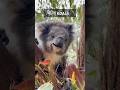 Koala Australia me paaya jata hai | Amazing Facts in Hindi #shorts