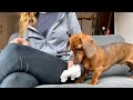 Things a mini dachshund cant resist