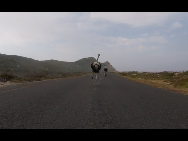 Cyclists chased by an ostrich. The funniest thing you’ll see today