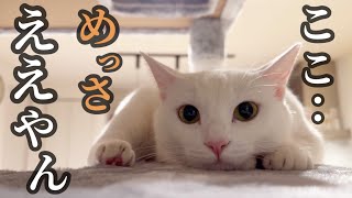 巨大キャットタワーを買ったら、猫達喜んでくれてパパウレピー