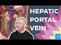 Hepatic portal vein: Anatomy and function | Kenhub
