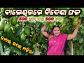       successful avocado farming in odisha