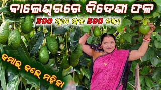 ସଫଳ ହେଲା  ଆଭୋକାଡ଼ ଚାଷ || Successful Avocado farming in Odisha