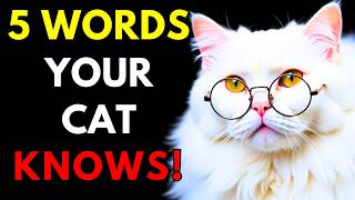 5 WORDS Your Cat Truly UNDERSTANDS (Backed by SCIENCE)