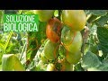 ELIMINARE le CIMICI dai POMODORI ðŸ…ðŸ…ðŸ…
