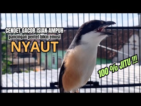 BURUNG CENDET GACOR FUL ISIAN, || Pancingan cendet kurang greget 