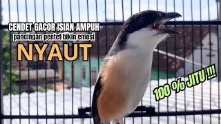 Download lagu burung cendet gacor JUARA FULL EMOSI AMPUH PANCINGAN CENDET AGAR BUNYI bikin BURUNG CENDET GACOR