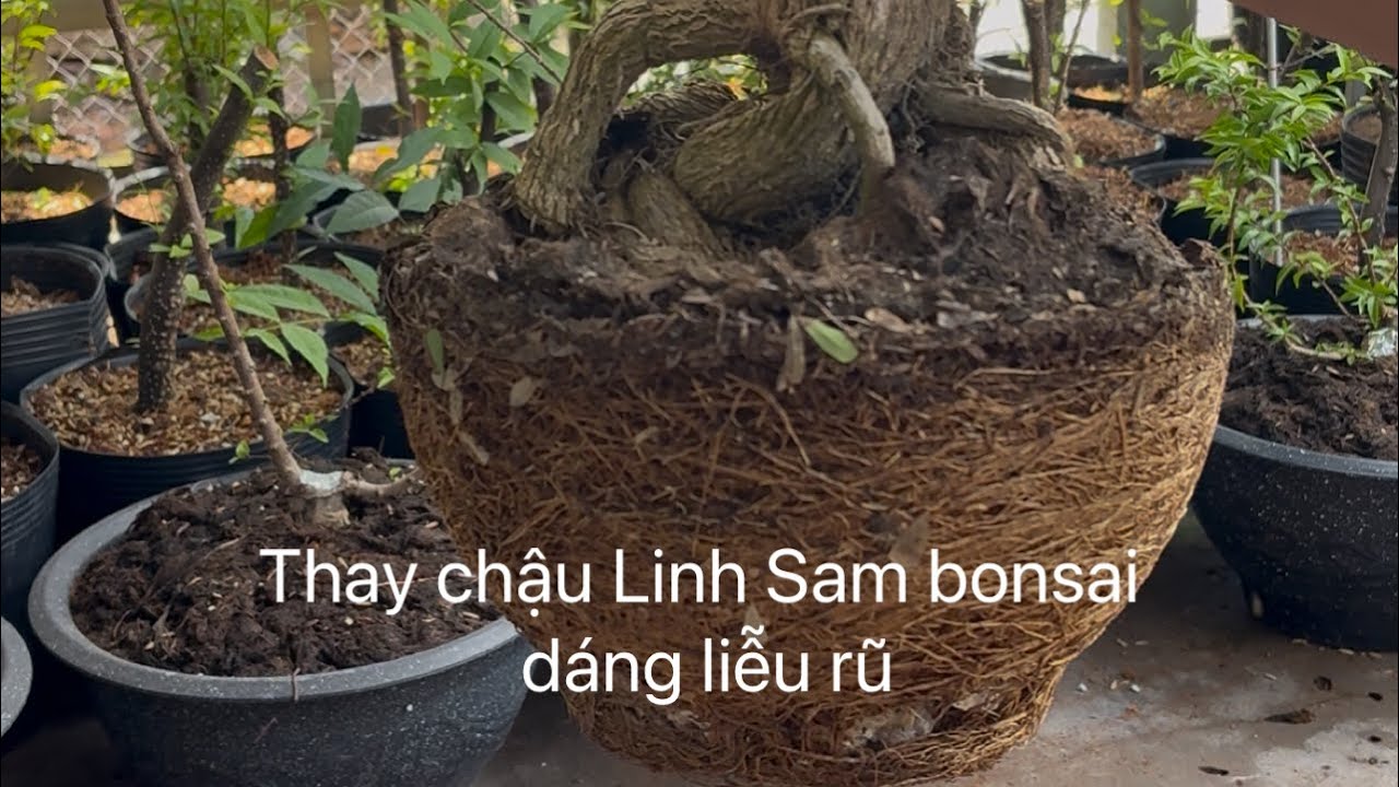 Thay chậu Linh Sam dáng liễu rũ - chia sẻ AE xem vui #bonsai #linhsam #chiennehe #lieurubonsai