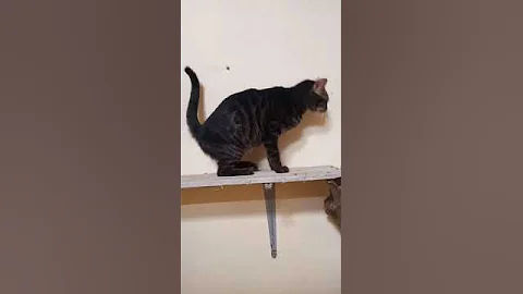 Watch the video about Harga kucing bengal ini 15 juta rupiah!!! cantik ya warnanya #bengal #kucingbengal #catlovers #cat