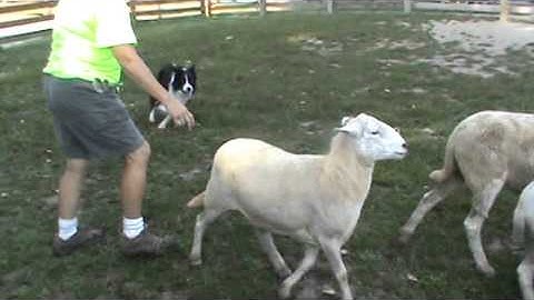 Danny Herding Instinct Test 9.3.2015