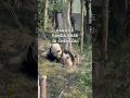 cara ke panda base di chengdu #pandabase #panda #chengdu #china