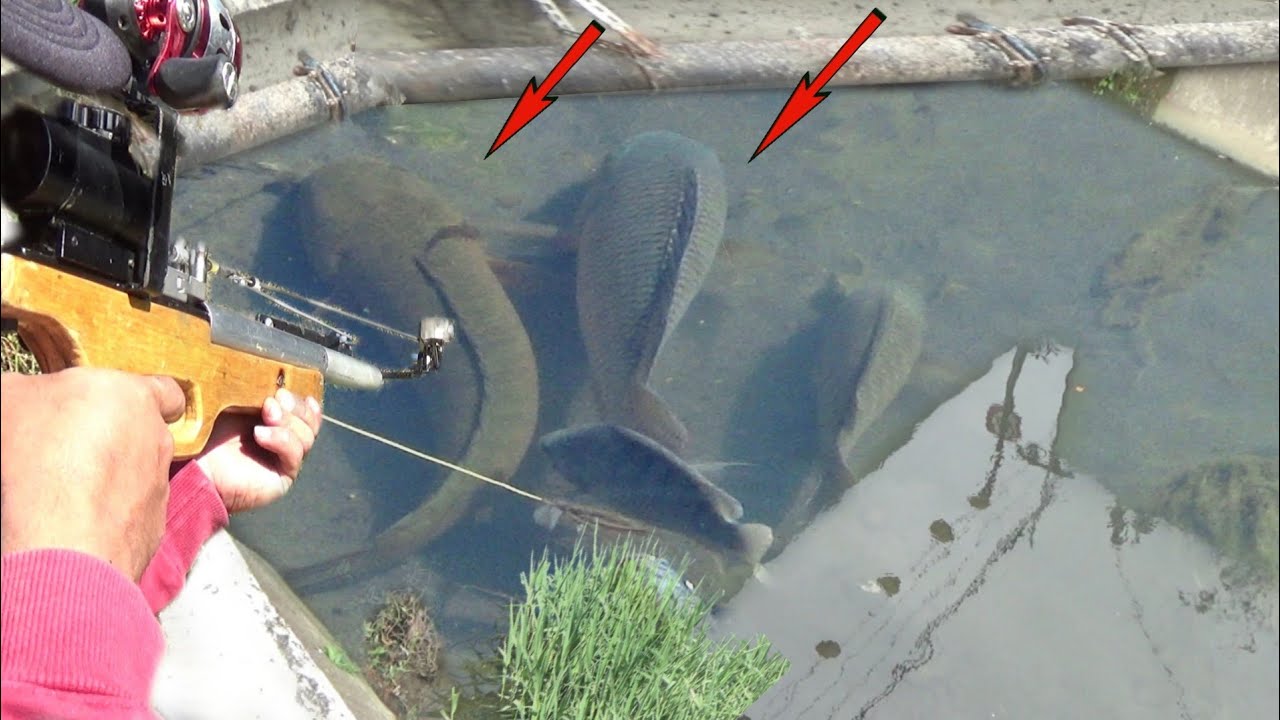 KAGET!! GAK NYANGKA ADA GABUS MONSTER DISINI||KETAPEL IKAN||SLINGSHOT FISHING