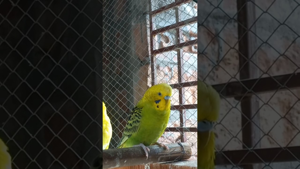 lots of parakeet 