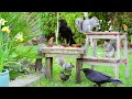 No ads vido pour chat  oiseaux et cureuils visitez notre jardin  oiseaux pour les chats