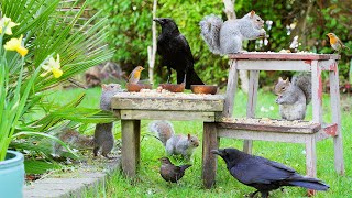 Birds & Squirrels Among the Spring Flowers