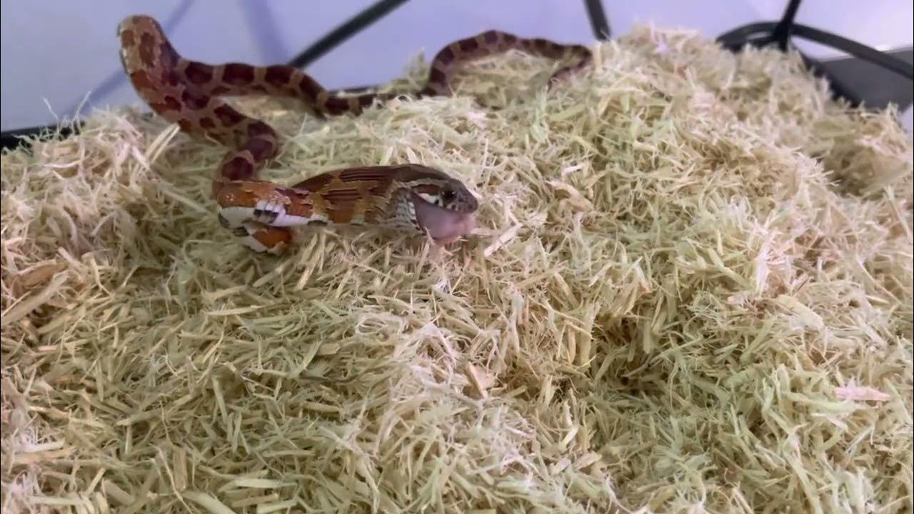 Feeding My Pet Snake YouTube