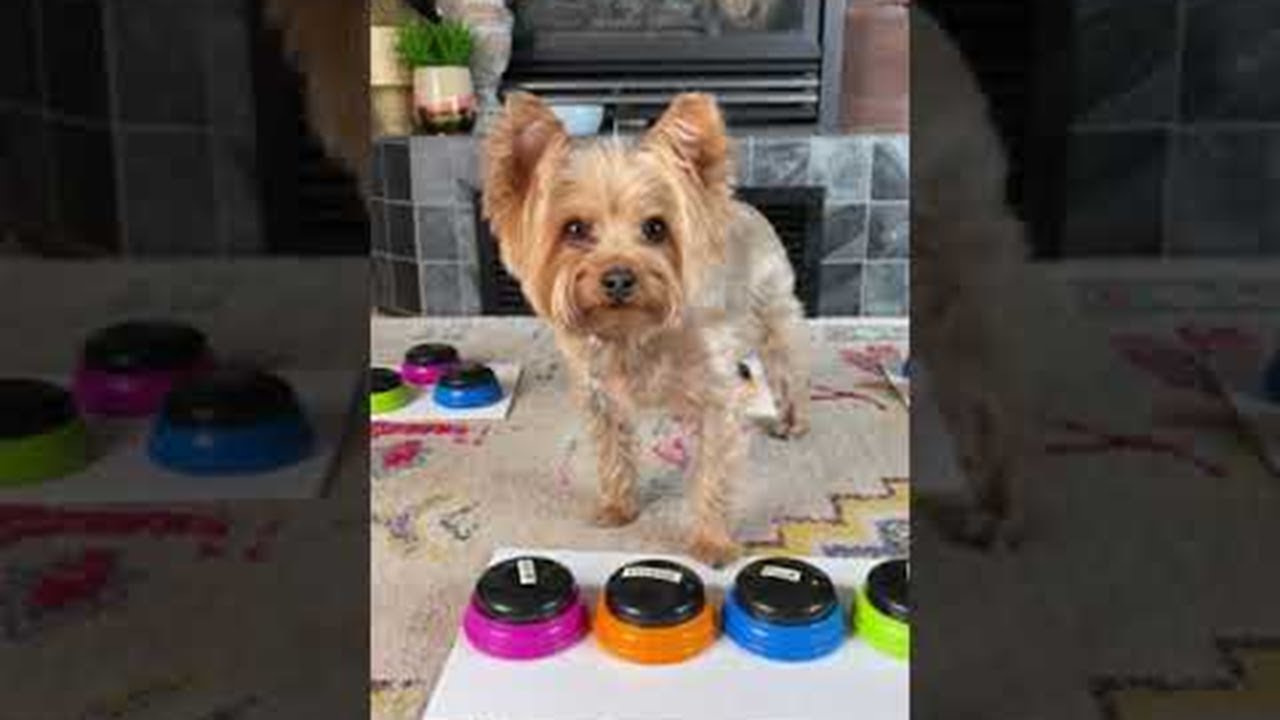 Yorkie Lets Mom Know he is Mad About no Extra Treats || ViralHog