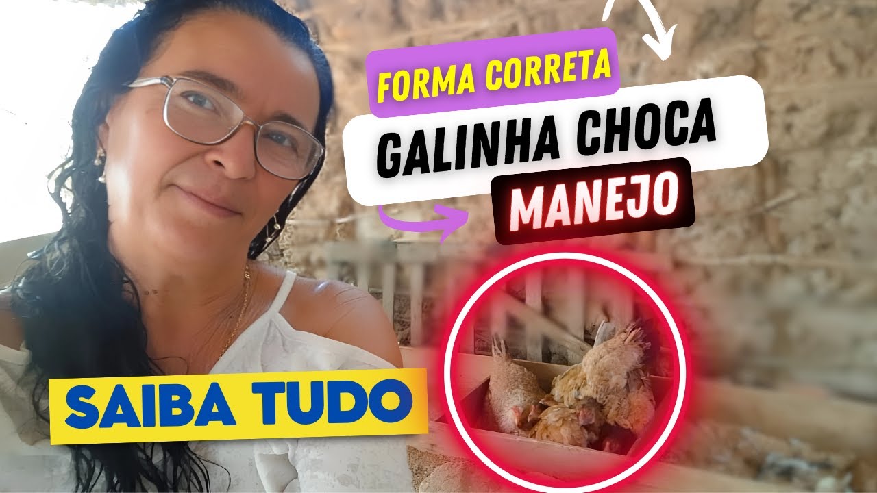 Tudo sobre Galinha Choca: O Que é, Como Funciona e Manejo Correto ...