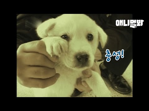 죄명은 내가 너무 귀여운 죄 그리고 널 너무 많이 사랑한 죄ㅣDog <strong>Got</strong> A Job <strong>At</strong> The Police Station In Land End&amp;#39;s Village