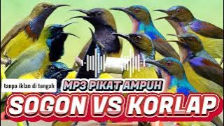 PIKAT SOGON VS KORLAP RiBUT UNTUK BURUNG YANG SUSAH TURUN