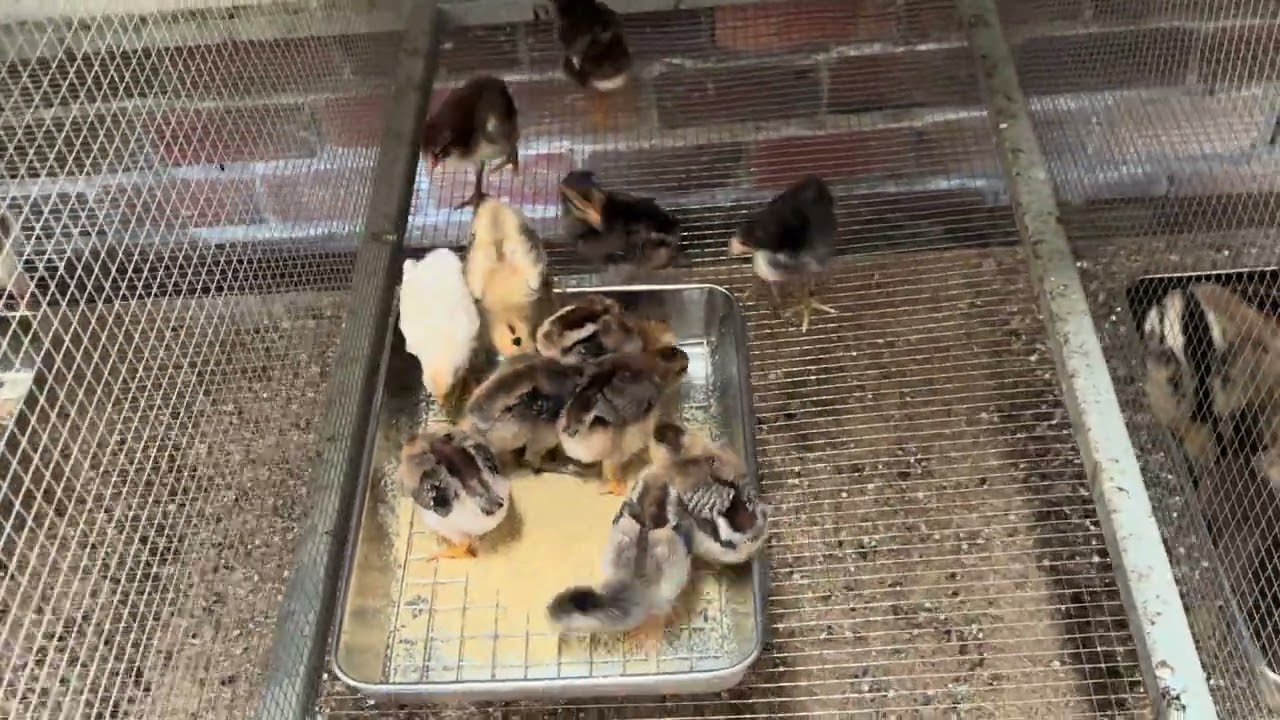 Gà giống có tiếp anh em ơi 0794999985