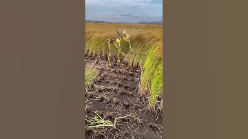 Robots that help farmers harvest rice#robot #life