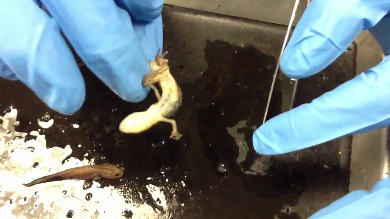 UT Tyler VNH lab - central newt