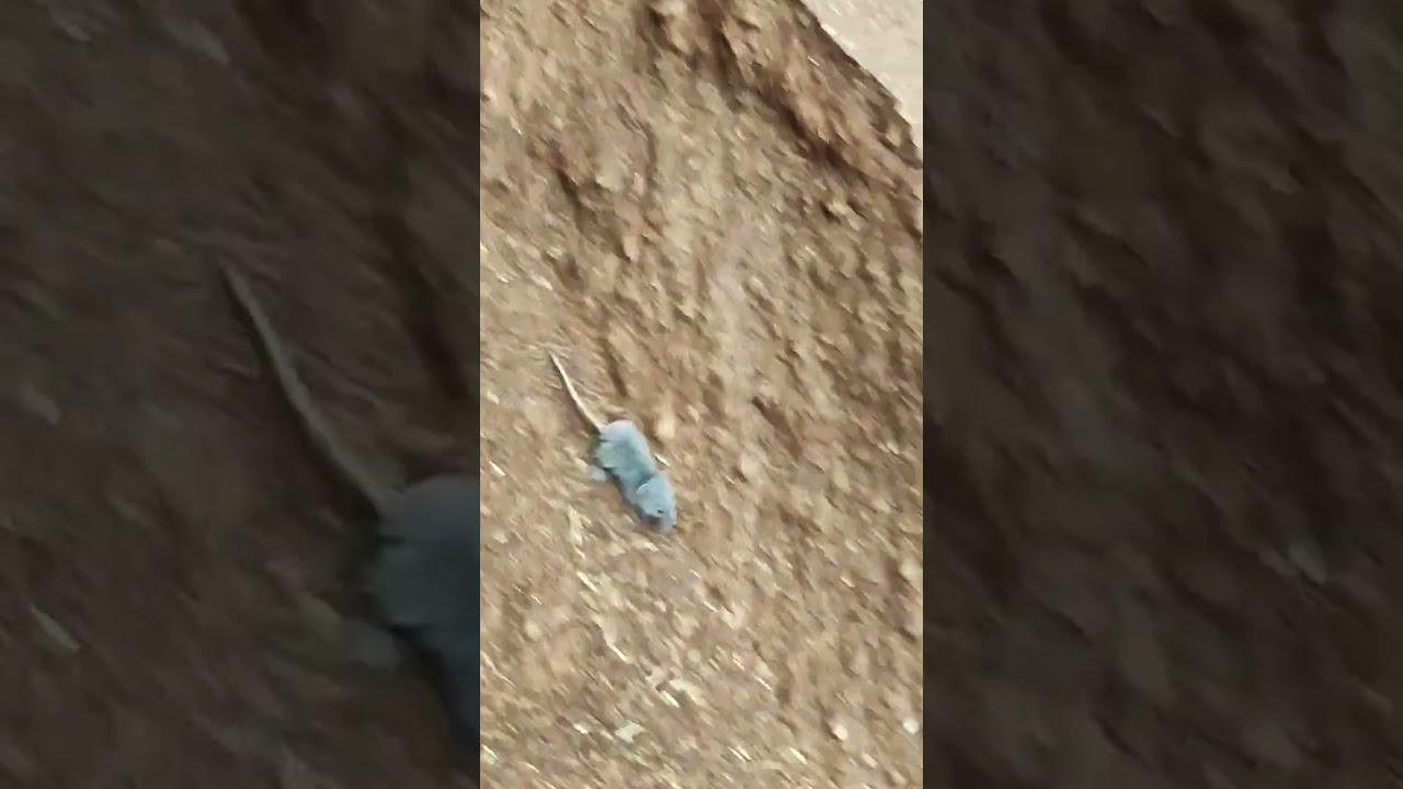 Tiny Mouse on the Run. 