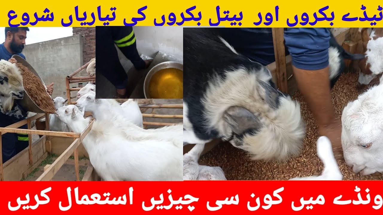 ٹیڈے بکروں اور بیتل بکروں کی تیاریاں شروع کردی گئی ونڈے میں کون سی چیزیں استعمال کریں مکمل طریقہ