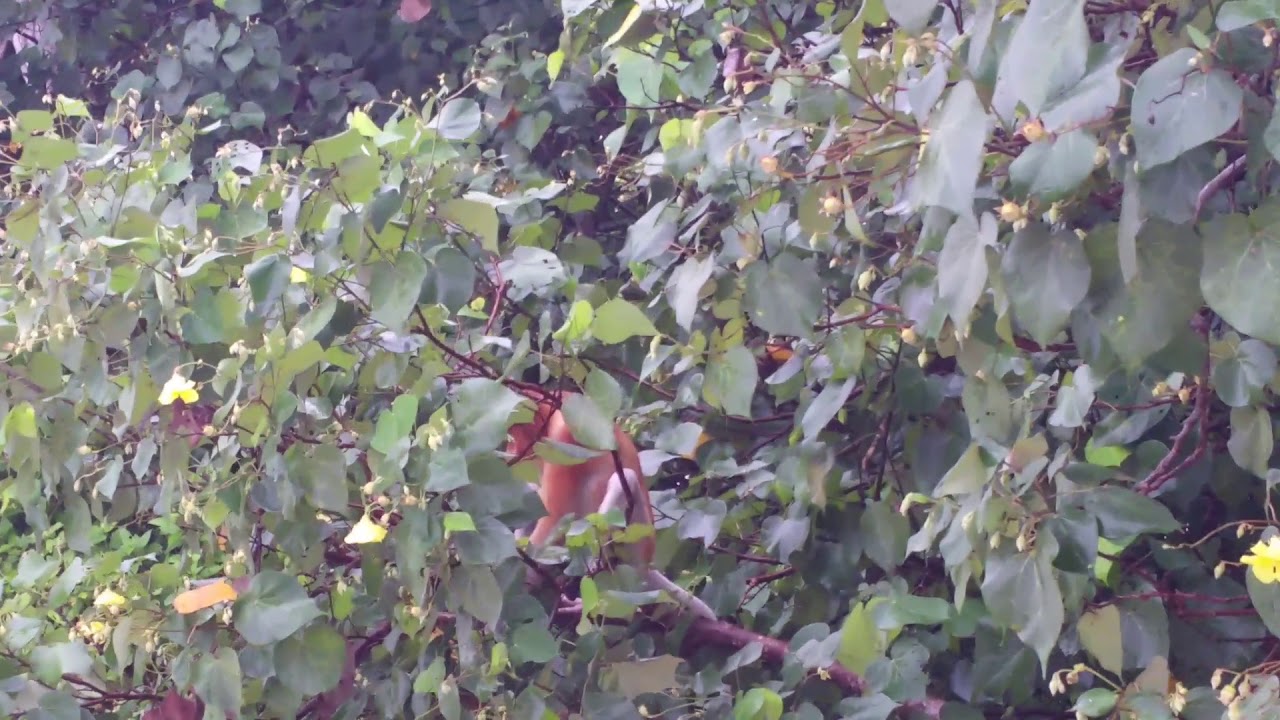snake oil Long-nosed monkey in Bako national park, Borneo