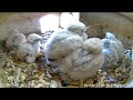 ~Kestrel nesting box - Pustułki - Karmienia 6 piskląt 🐥🐥🐥🐥🐥🐥 ~ Germany