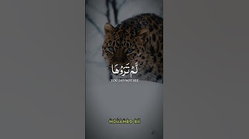 إلا تنصروه فقد نصره الله // ما تيسر من #سورة_التوبة -الآية 40 🎧🎧