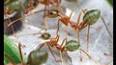 The Hidden Benefits of Ants ile ilgili video