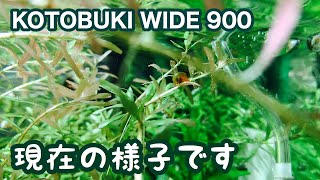 アクアリウム　コトブキワイド900 魚と水景の現在の様子