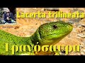 ΣΑΎΡΑ   ψηλά στο Κυπαρίσσι.  Τρανόσαυρα_ Laserta trilineata,  Balkan Green Lizard