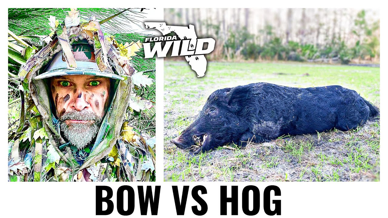 Boar Hog vs. BEAST Broadhead - You will be surprised short - YouTube