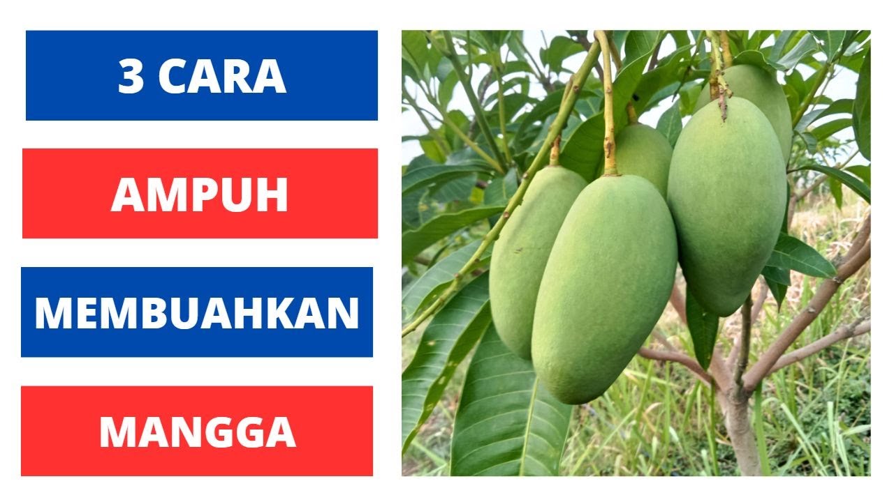 Cara Merangsang Mangga Berbunga