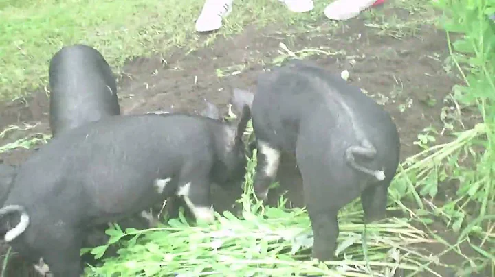 Pigs In Quebec