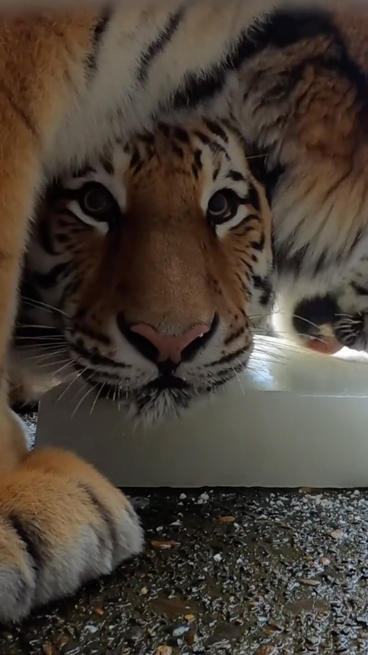 #JasonDeruloTV // Tiger ASMR ? #GotPermissionToPost From TT @oregonzoo #HandsOnMe