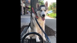 Rory | 6 month old Husky | Off Leash k9 Training by Shannon Ruland 12 views 4 years ago 8 minutes, 52 seconds